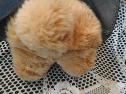 country bear apron b